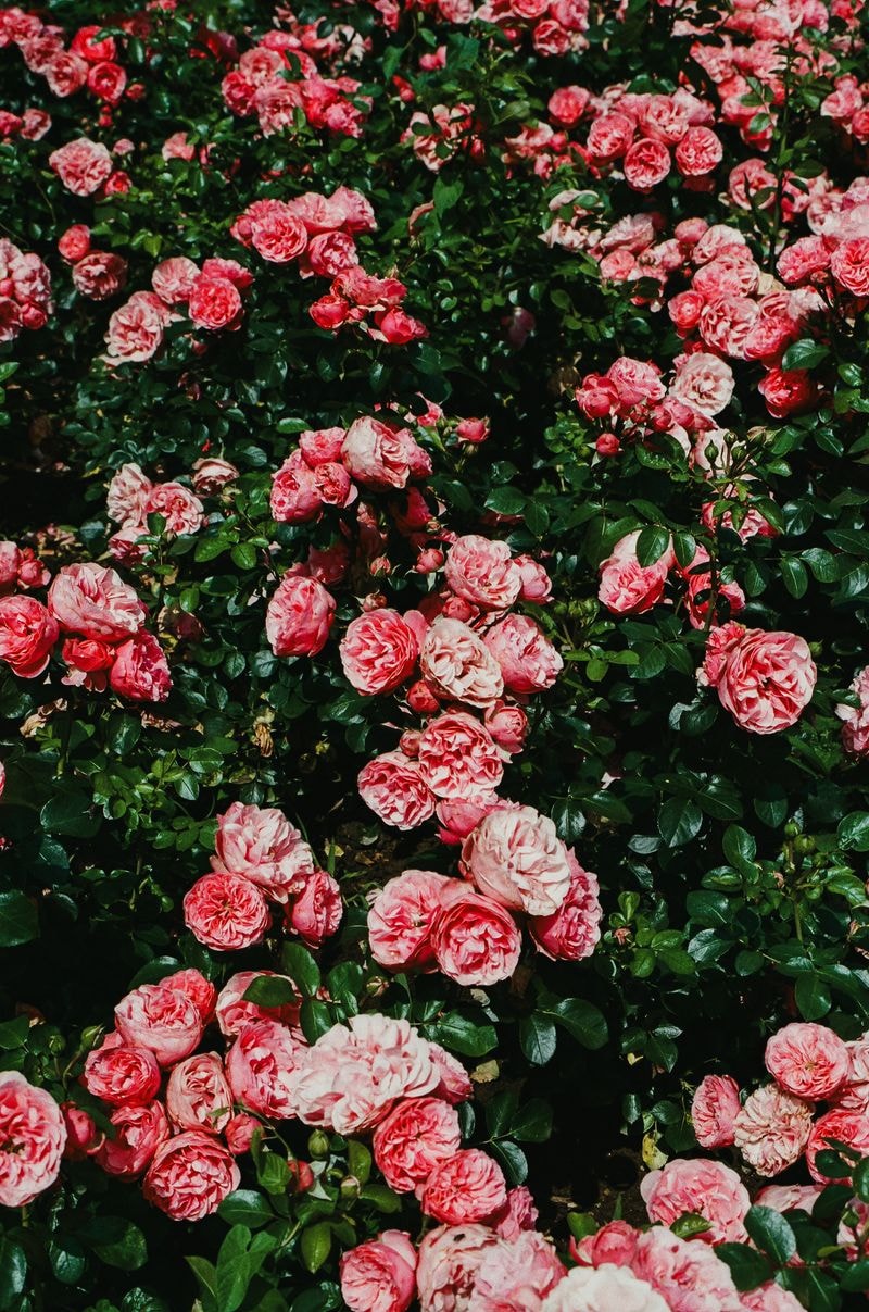 Floral roses in field in Limburg