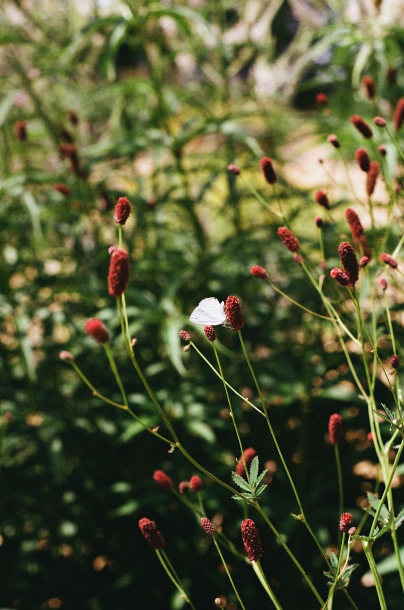 Vlinder rust op bloem in bloementuin van Stadstuin Zuilen, omringd door levendige planten en groen