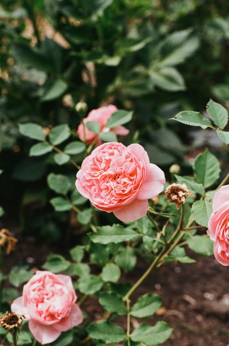 Rozen in bloei in de bloementuin van Stadstuin Zuilen in Utrecht, omgeven door groen en bloemenperken