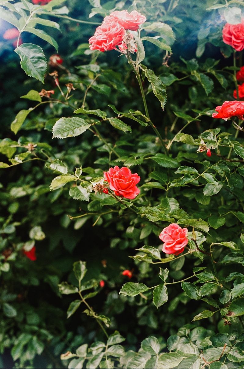 Rozen in kloostertuin met zacht licht dat door bomen valt, sfeervol en prachtig