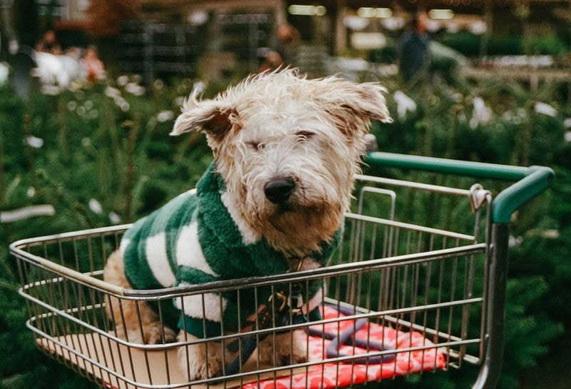 Wit hondje zit in winkelkarretje met groene achtergrond