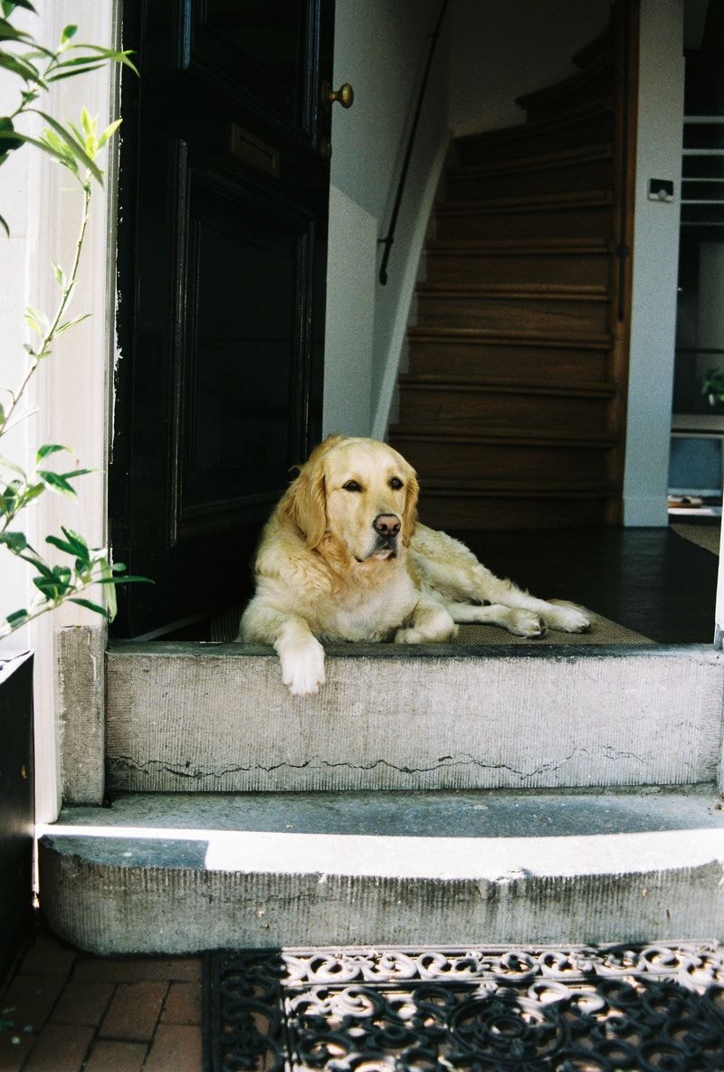 Golden retriever zit op trap in Amsterdam