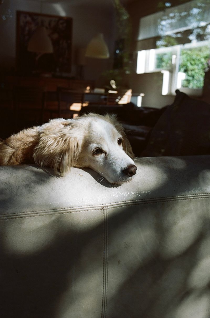Hond leunt met snoetje op bank in Genk, liggend in ochtendzonnetje