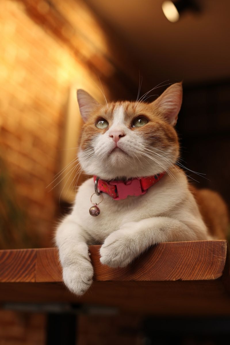 Kat met belletje om haar hals zit op tafel in café in Istanbul, kijkt scherp weg